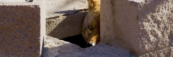 SpicySamur Profile Banner