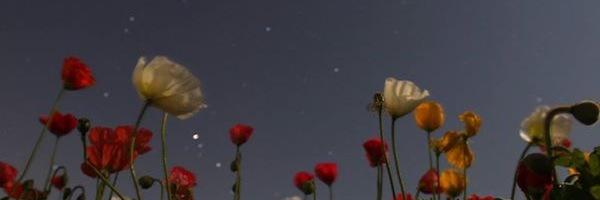 merry50's profile banner image
