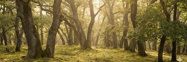 iBobbyShell Profile Banner