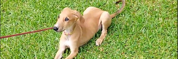 hashjera Profile Banner