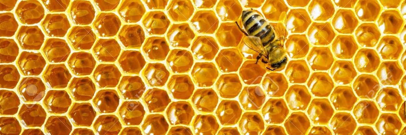 Bee_Librarian's profile banner image