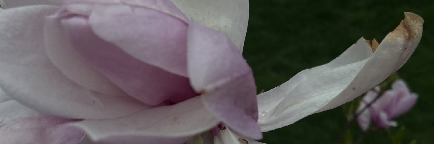 aislinntuminaro's profile banner image