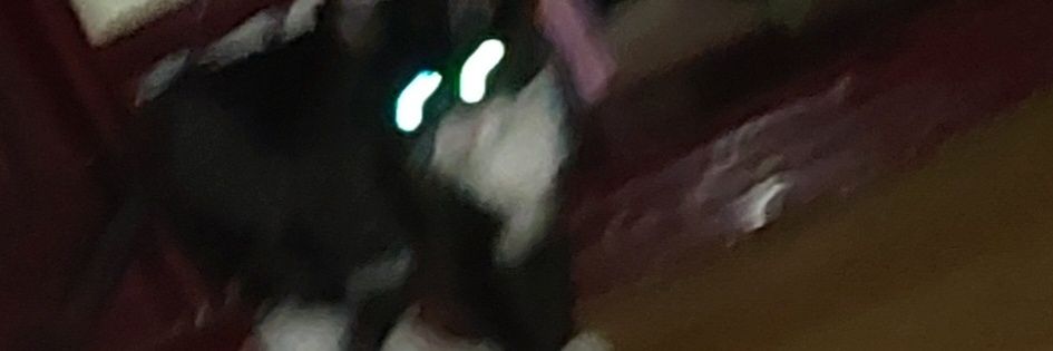 zaut睡眠中's banner
