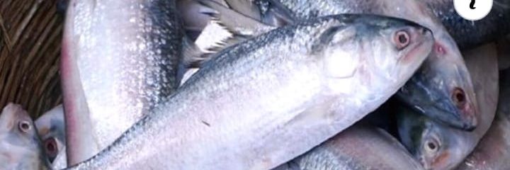 মারুফ | معروف banner