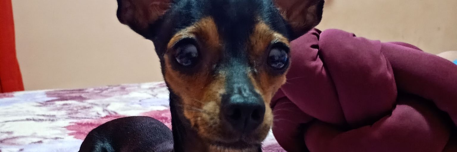 🤠🤙🏻⚡Alessandra Flôr⚡🤙🏻🤠 banner