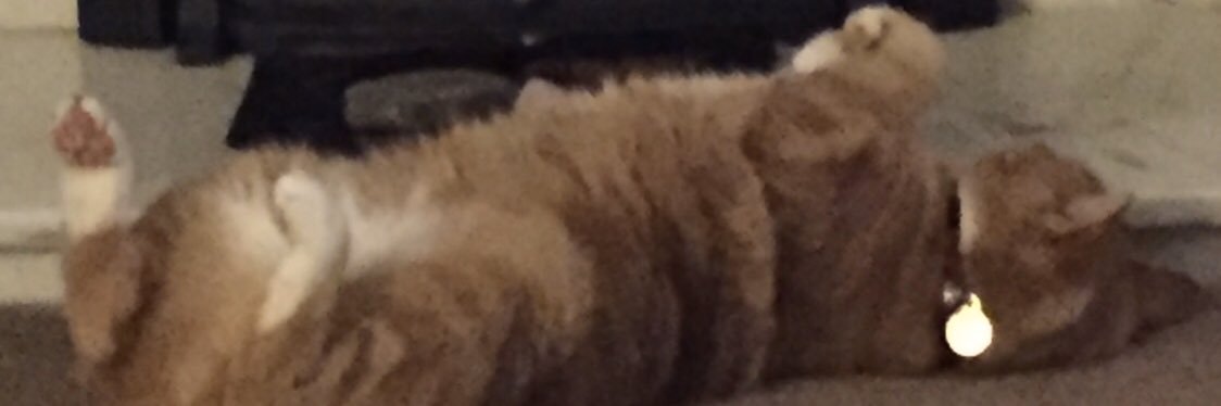 rupertcoopecat's profile banner image