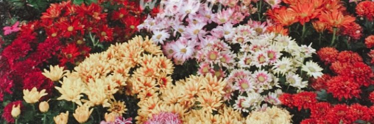 ajengashri's profile banner image