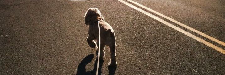 DogsWithThumbs's profile banner image