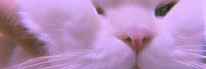 geska 彡 banner