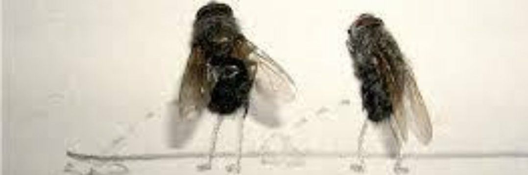 Darby Good One banner