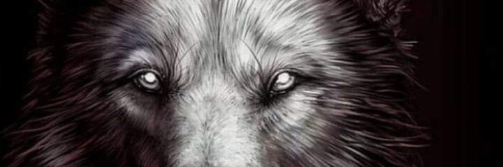 Nikola___81's profile banner image