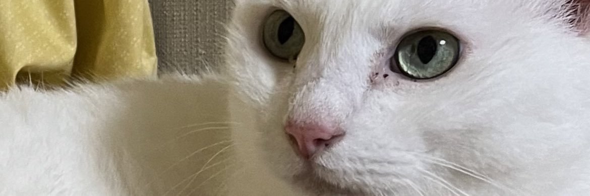 nekoyasui's profile banner image