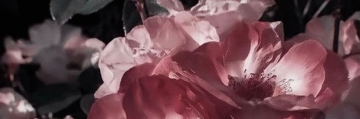 ❝َ᷀kinsley banner