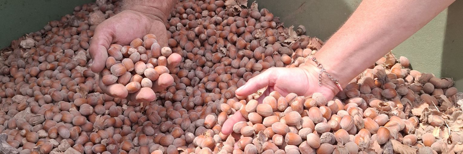 Ca Rosset #avellanes banner