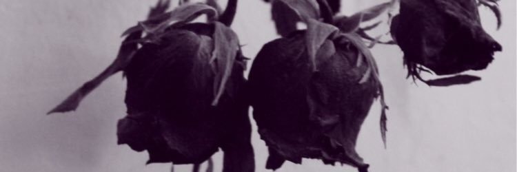 SanishaC's profile banner image