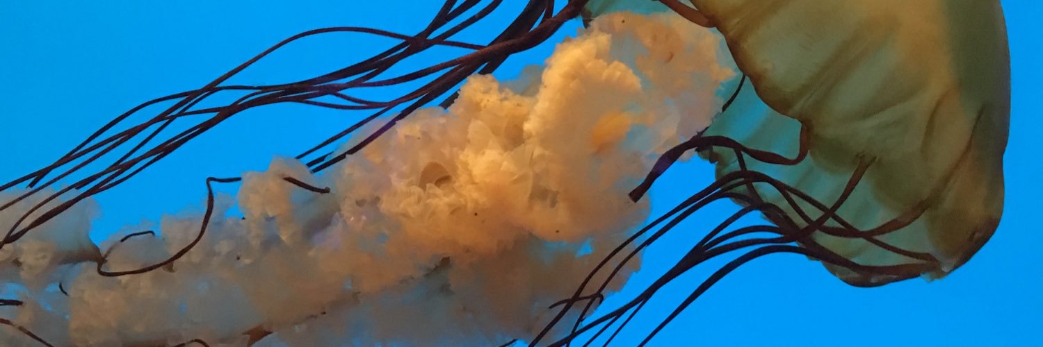 friedaelise's profile banner image