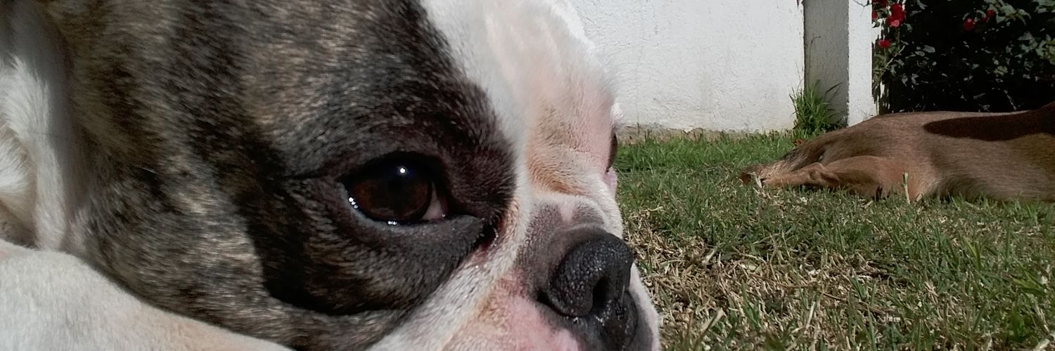 sofinunezpre's profile banner image