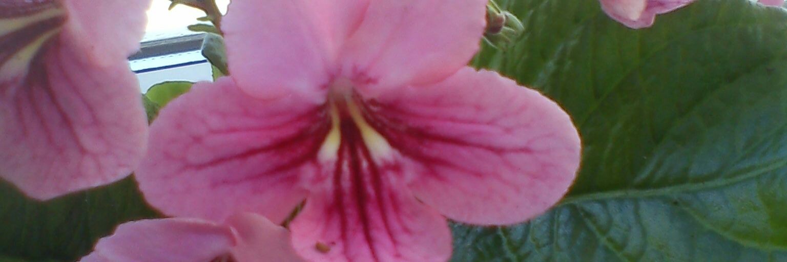 Hanna Dębecka banner