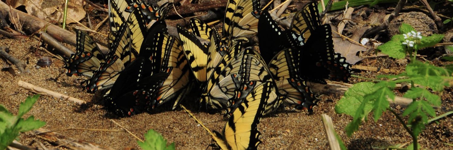 thatkidRYN's profile banner image