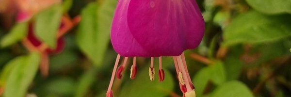 Citopatoroxx Profile Banner