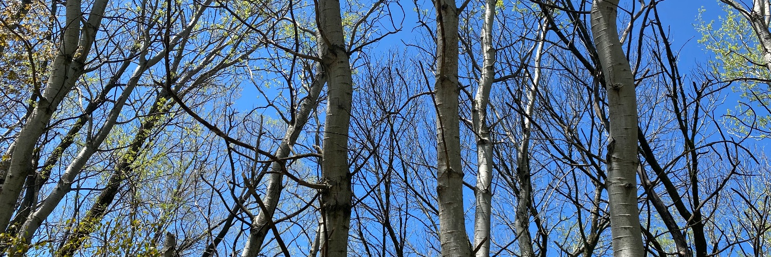 Blight Stories banner