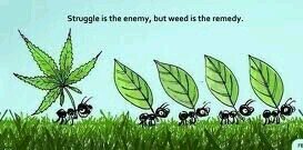 StonerFollow's profile banner image