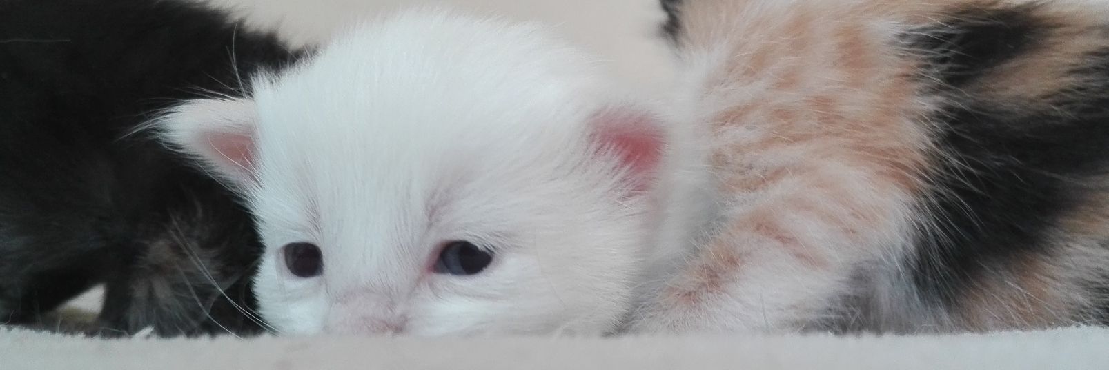 eli🎀🐝🍯 banner