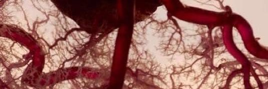 Ahmed ( mr organized) banner