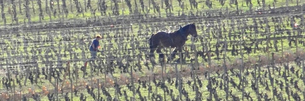 La Passion du Vin banner