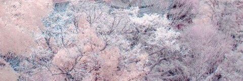 SpiritQueenRose's profile banner image