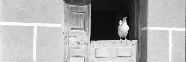 javiermigrod Profile Banner