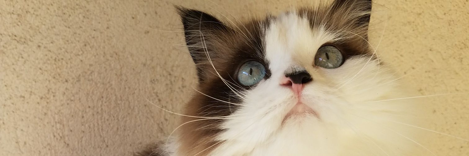 mrfatdaniel's profile banner image