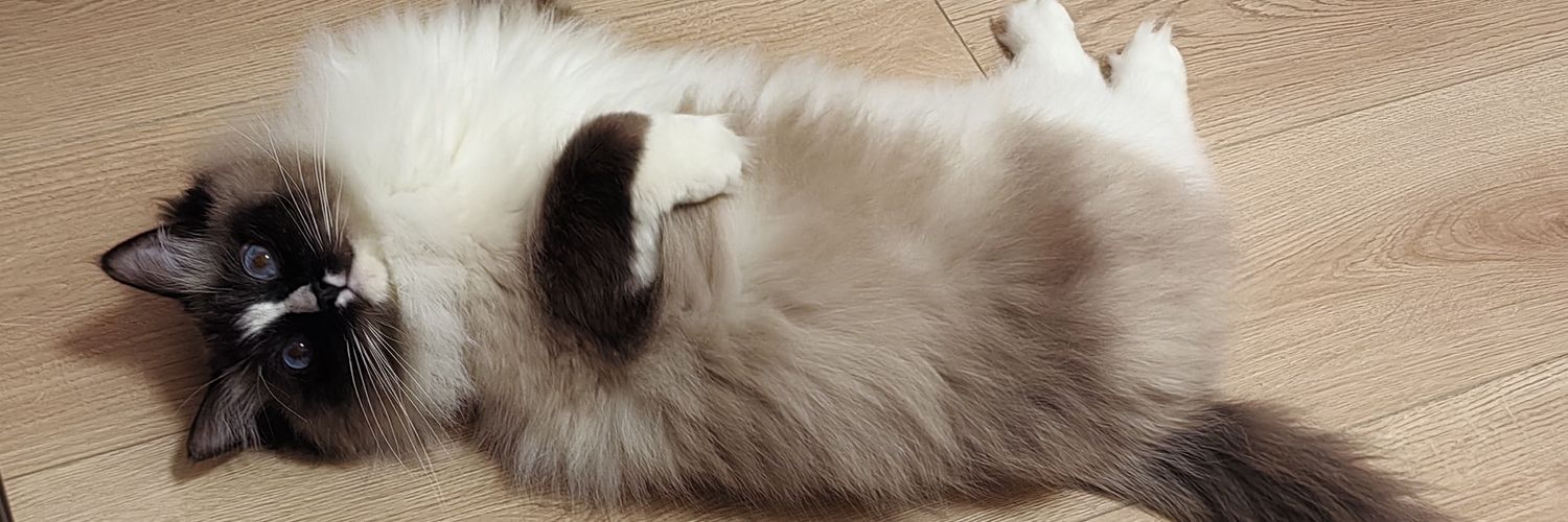 氵炎🍳's banner