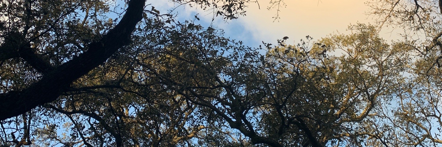 anaespnza's profile banner image