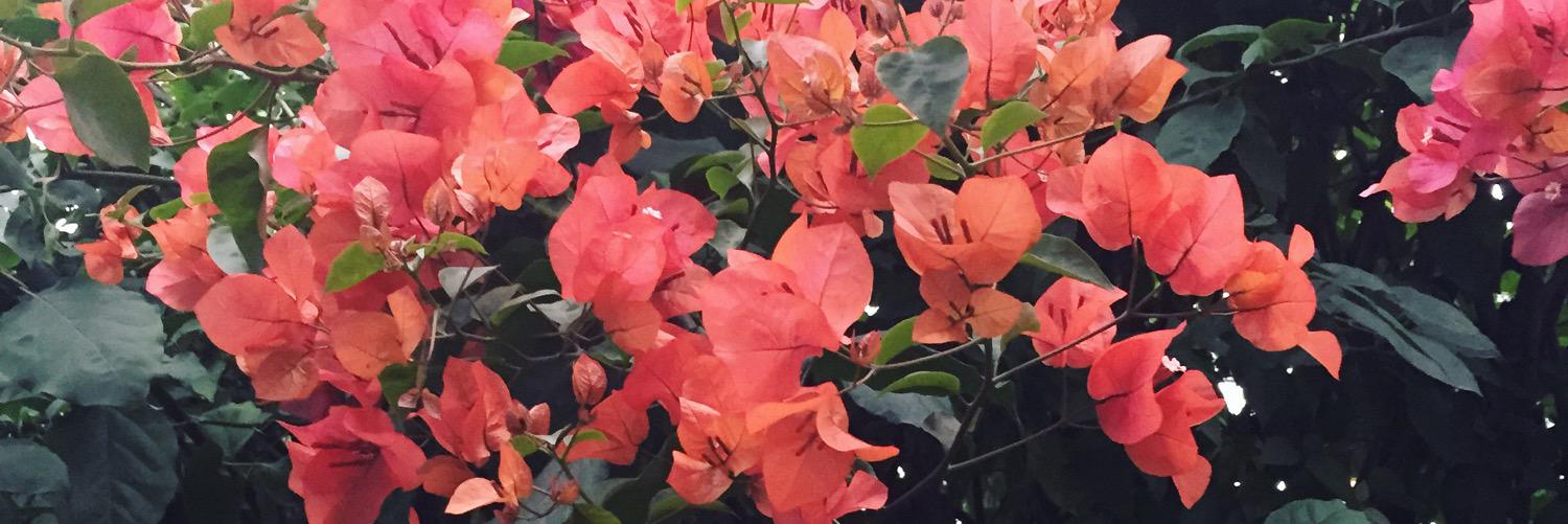 lupitpipit's profile banner image