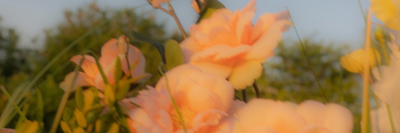puppypapoy ⋆ꕥ⋆ banner