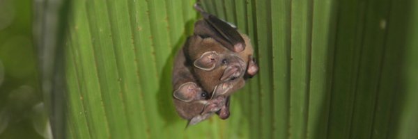 SESantanaM Profile Banner