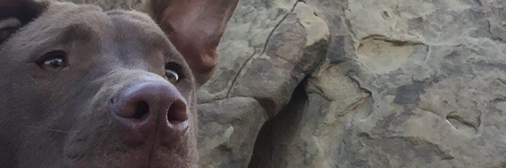RodeAustin's profile banner image