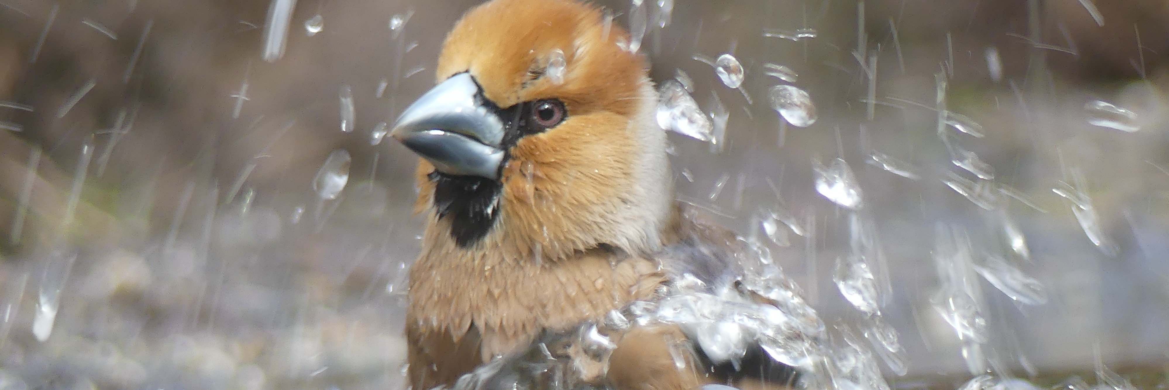 Sonja van Beveren banner