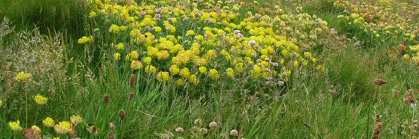 buzzingfowey Profile Banner