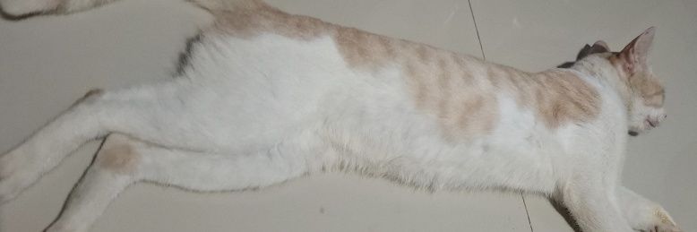 hidivadisini's profile banner image