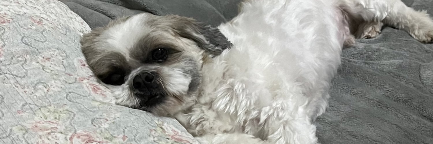 claracasteli's profile banner image