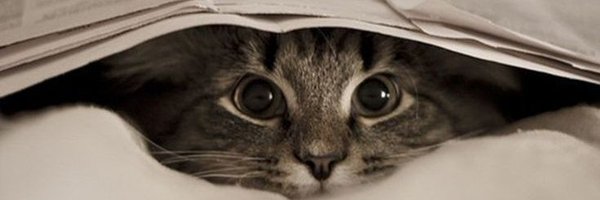 IreriGM Profile Banner