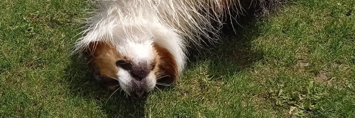mobchop80's profile banner image