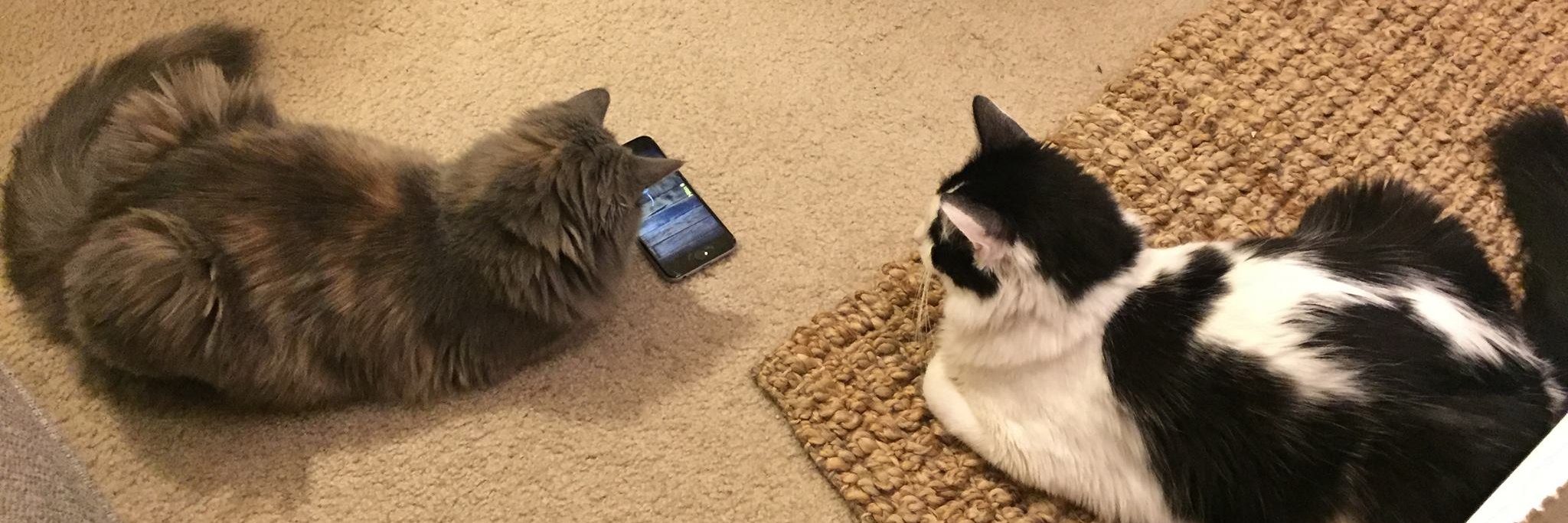 Danny DarkMode banner