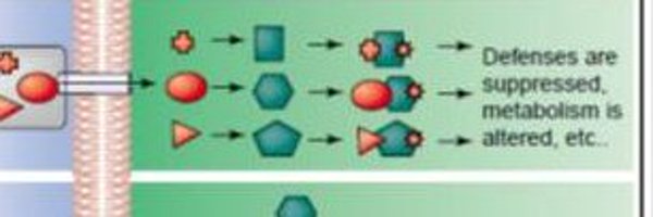 avirulence Profile Banner