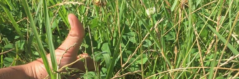 Marcando Trillo banner