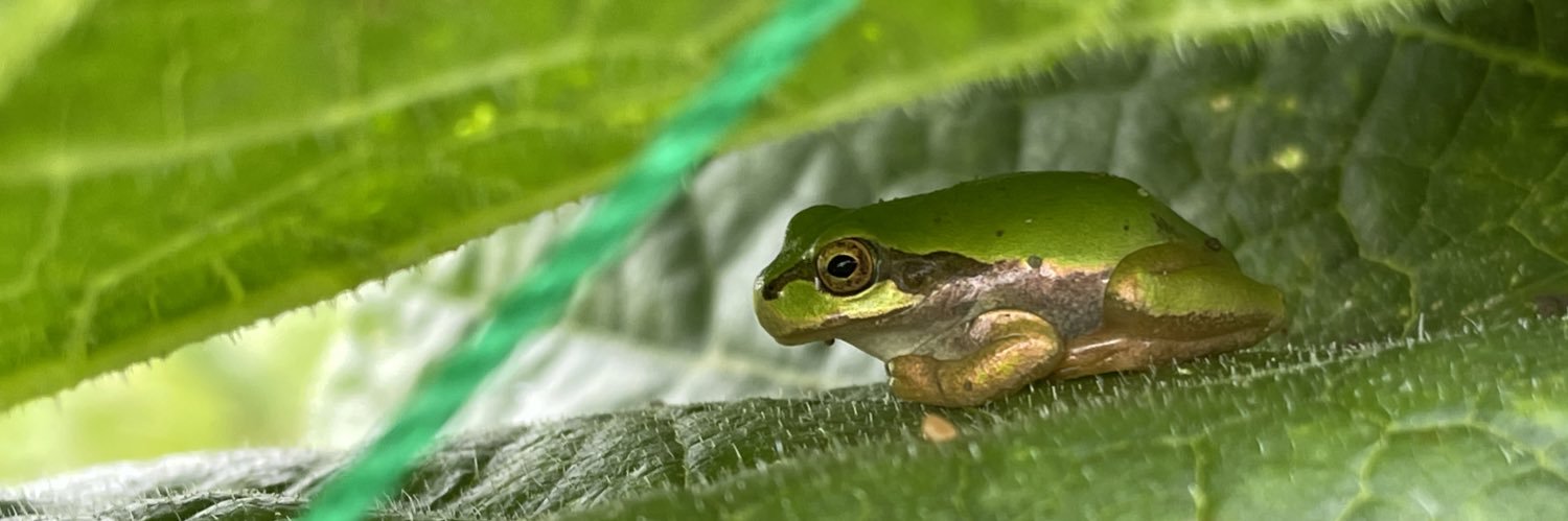 happytreefrog7's profile banner image