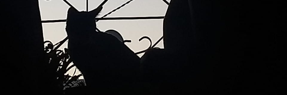 florsuarez_9's profile banner image