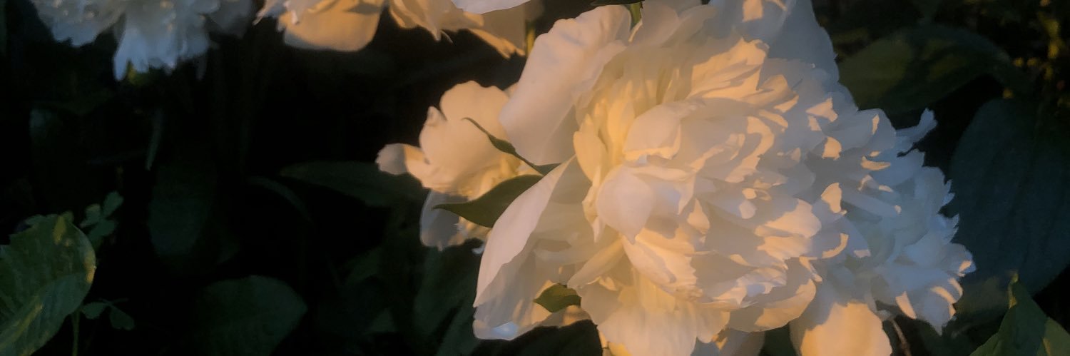 thisisierraa's profile banner image